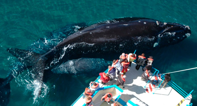 Whale watching Argentina